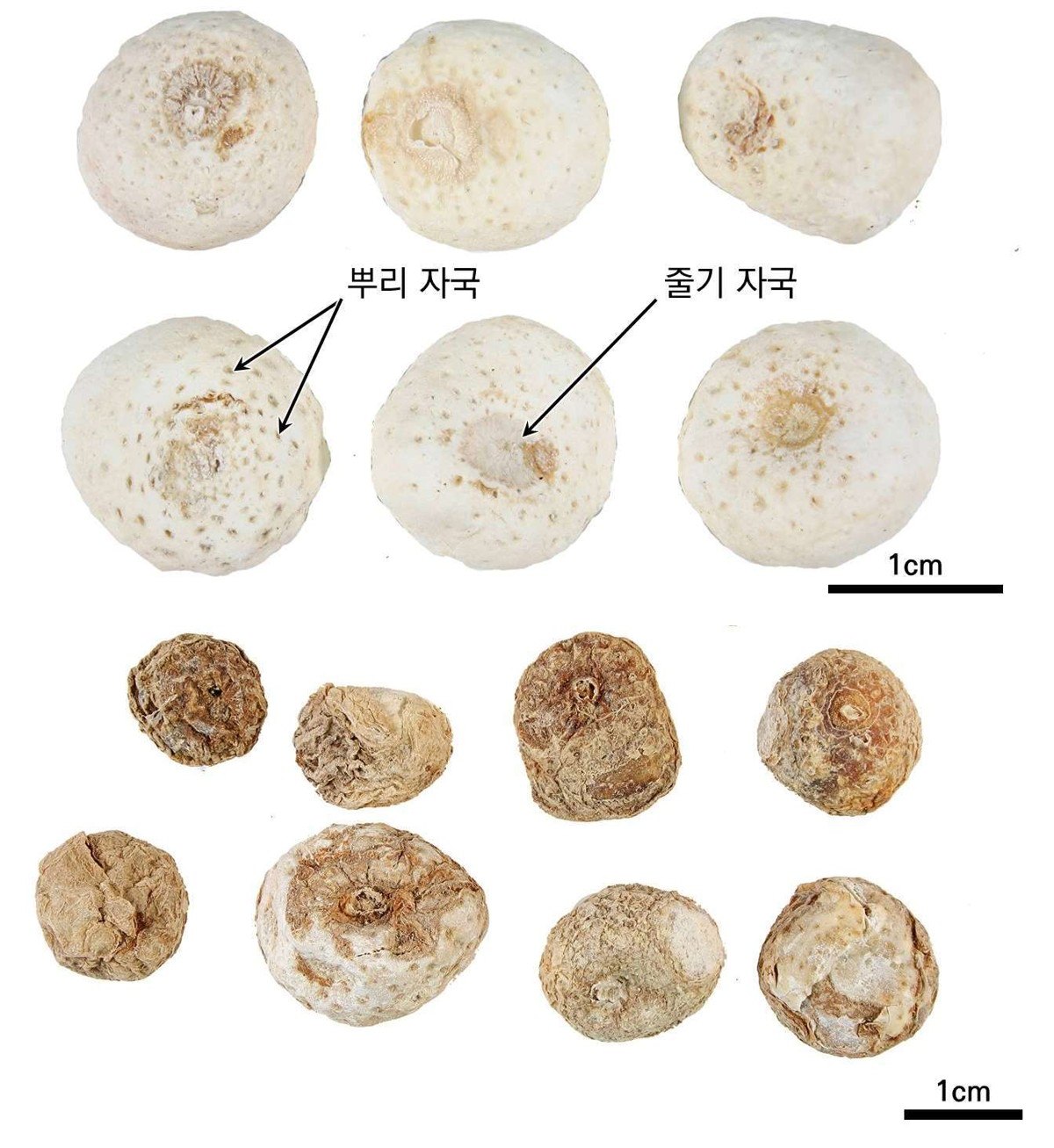 반하 약재 사진 — 식품의약품안전평가원, 한약재 관능검사 해설서(2022 개정본)