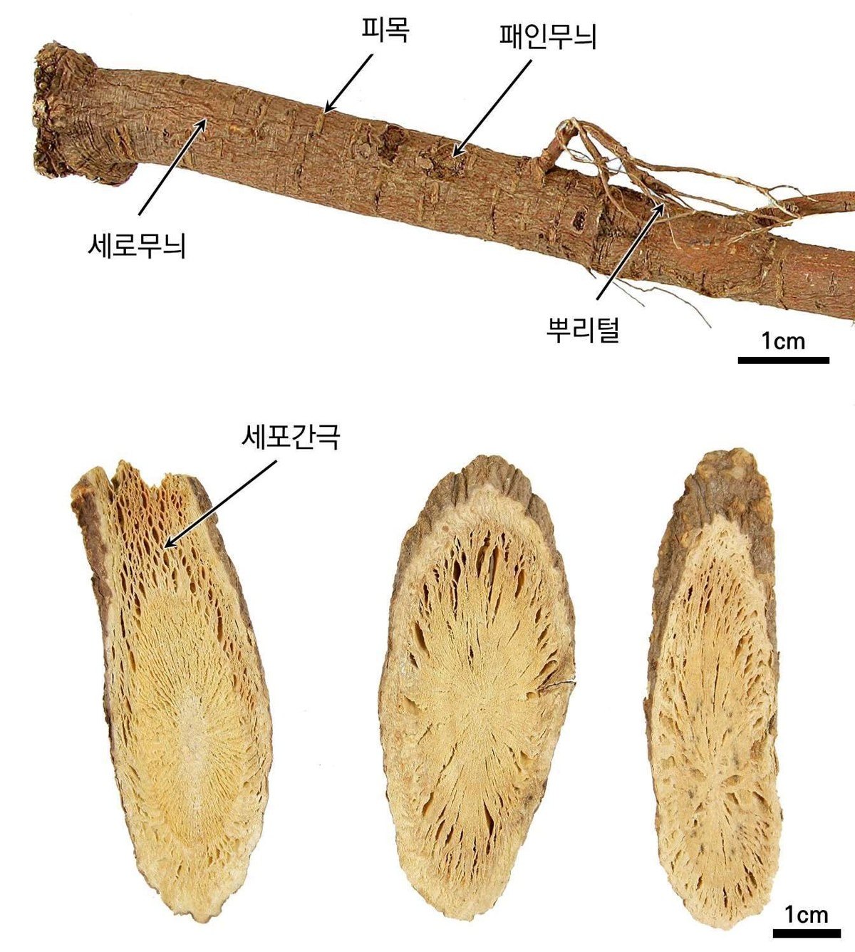 감초 약재 사진 — 식품의약품안전평가원, 한약재 관능검사 해설서(2022 개정본)