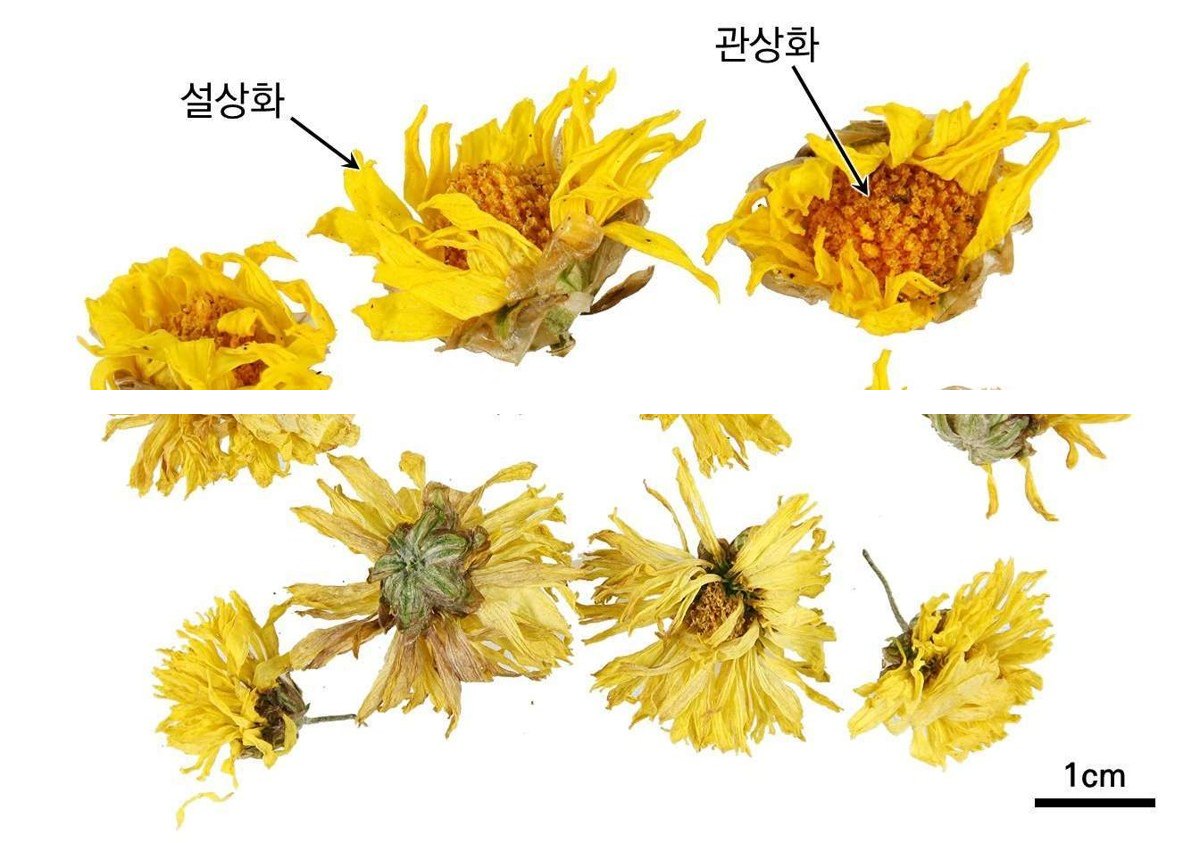 감국 약재 사진 — 식품의약품안전평가원, 한약재 관능검사 해설서(2022 개정본)