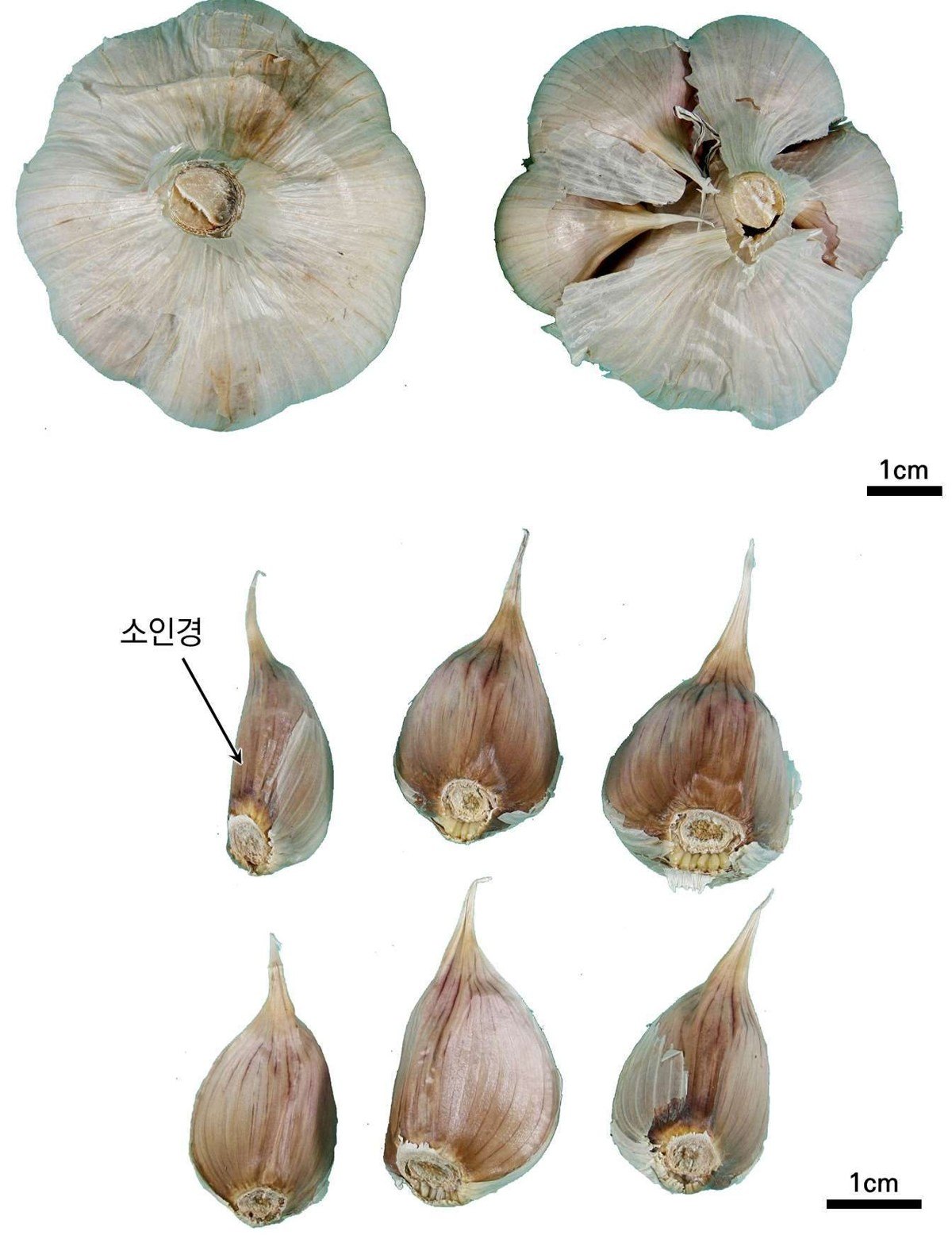 대산 약재 사진 — 식품의약품안전평가원, 한약재 관능검사 해설서(2022 개정본)