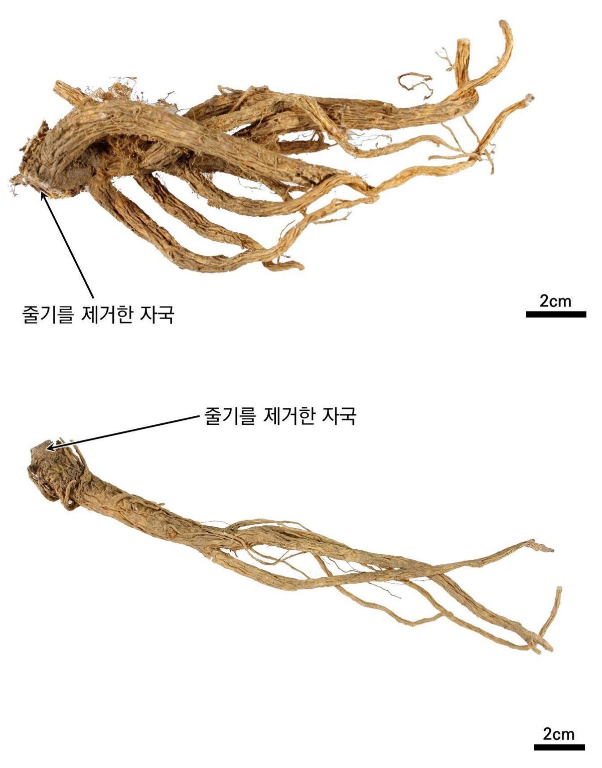 길경 약재 사진 — 식품의약품안전평가원, 한약재 관능검사 해설서(2022 개정본)