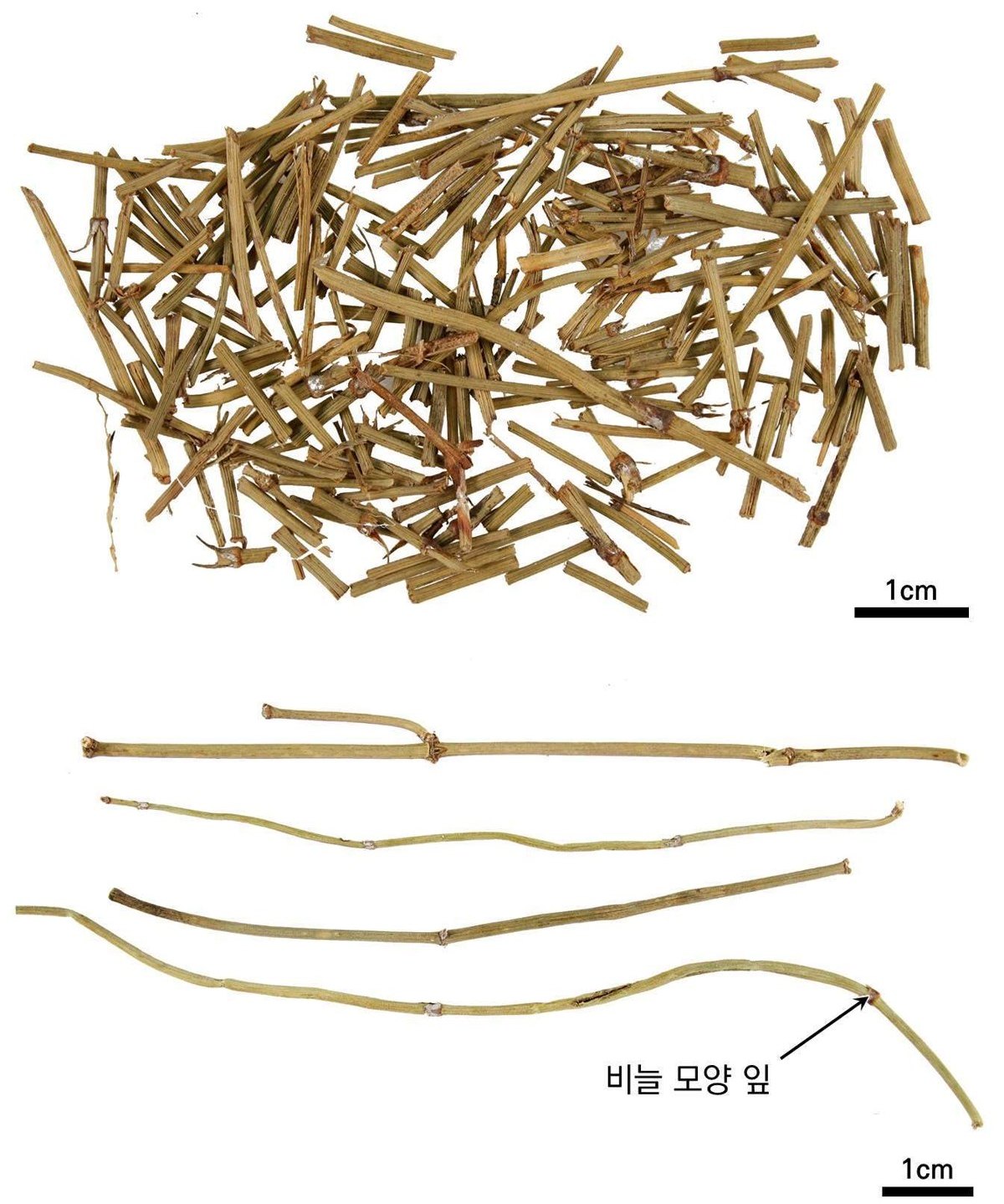 마황 약재 사진 — 식품의약품안전평가원, 한약재 관능검사 해설서(2022 개정본)