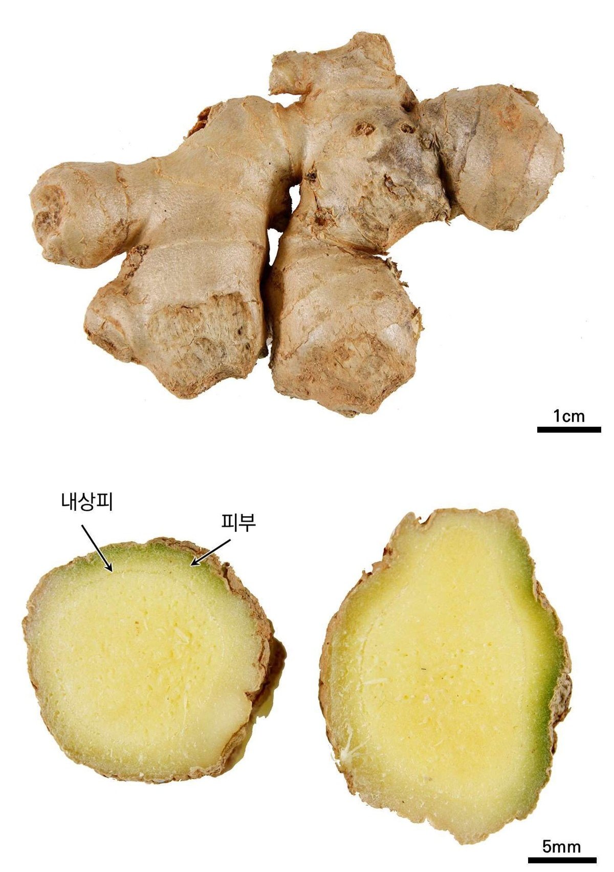 생강 약재 사진 — 식품의약품안전평가원, 한약재 관능검사 해설서(2022 개정본)