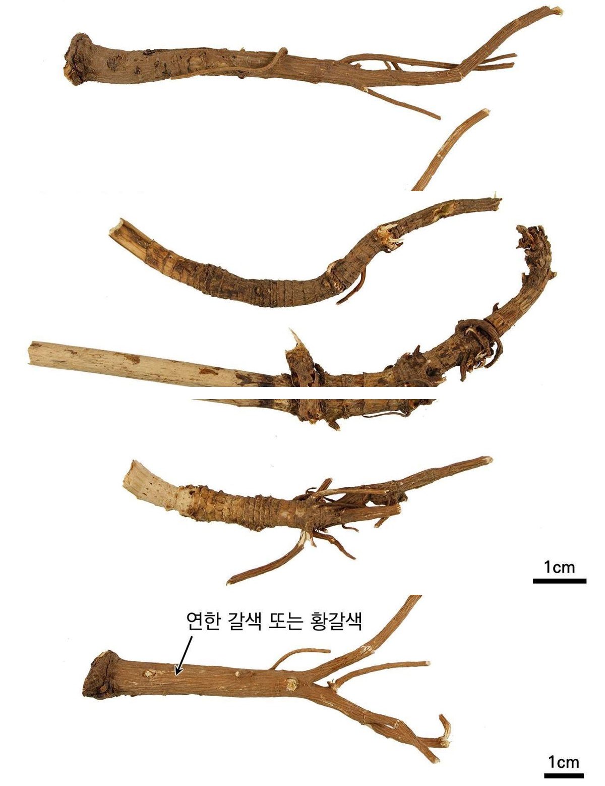 시호 약재 사진 — 식품의약품안전평가원, 한약재 관능검사 해설서(2022 개정본)