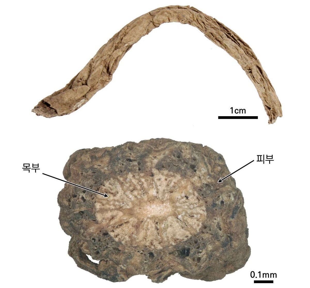 속단 약재 사진 — 식품의약품안전평가원, 한약재 관능검사 해설서(2022 개정본)