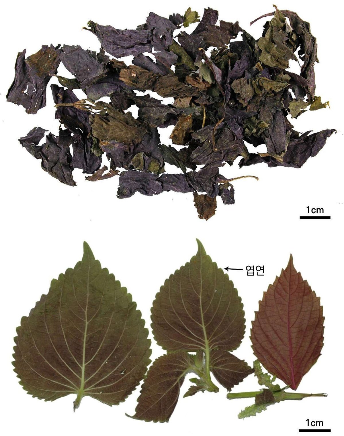 자소엽 약재 사진 — 식품의약품안전평가원, 한약재 관능검사 해설서(2022 개정본)