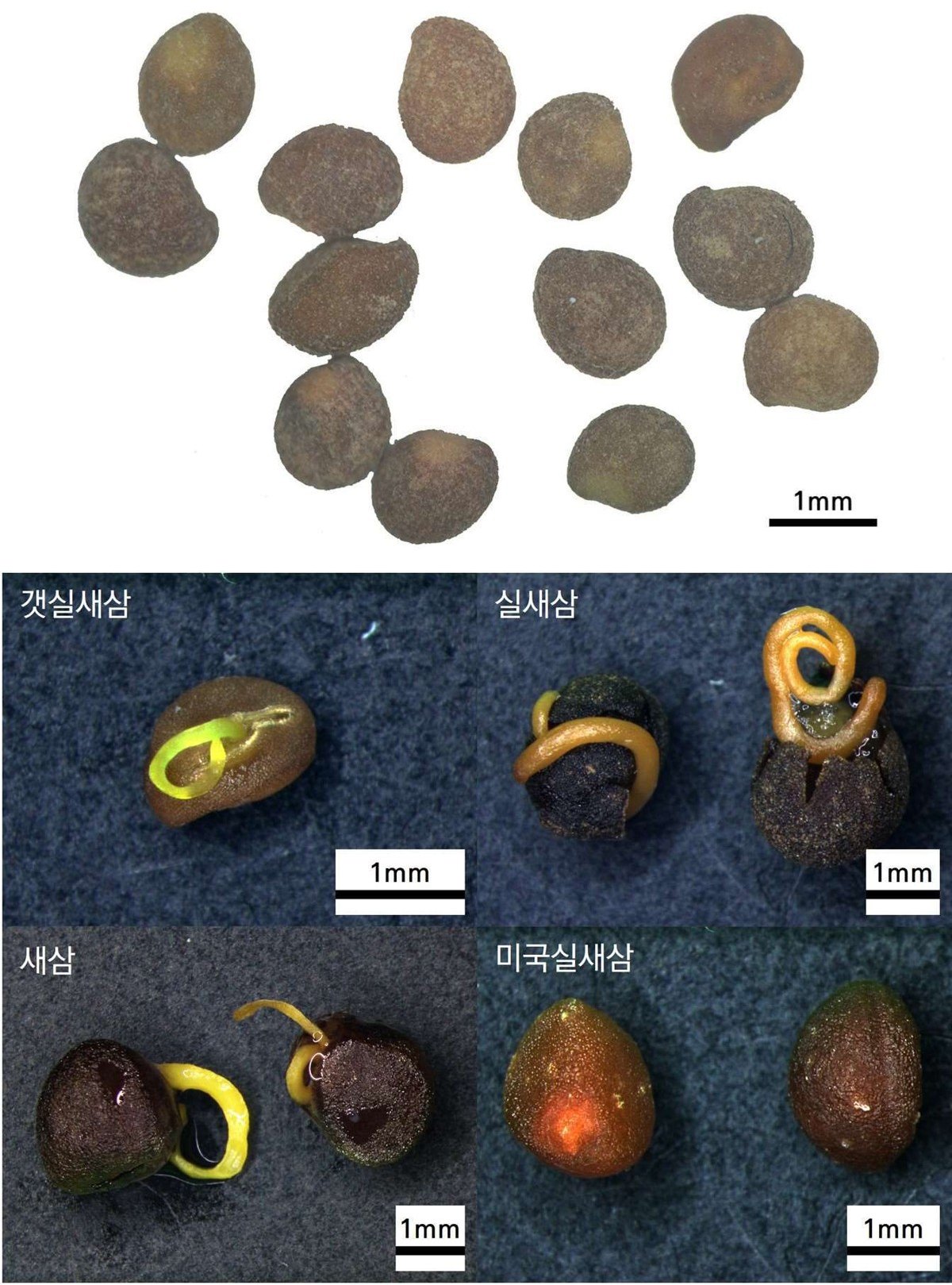 토사자 약재 사진 — 식품의약품안전평가원, 한약재 관능검사 해설서(2022 개정본)